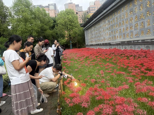 排名前10的证券公司 西安:彼岸花盛开宛若烟花 引市民游客围观